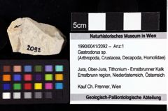 Foto (Objket + Etiketten) von Gastrodorus sp. 